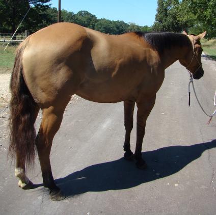 Barrel+racing+horses+for+sale+in+texas